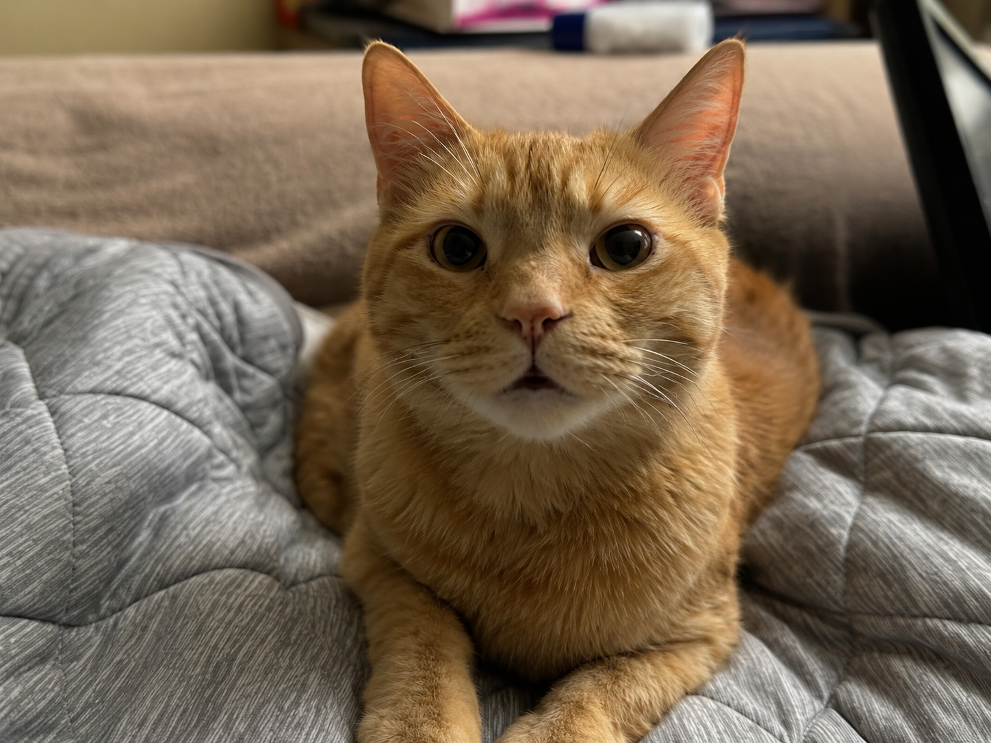 Gingersnap